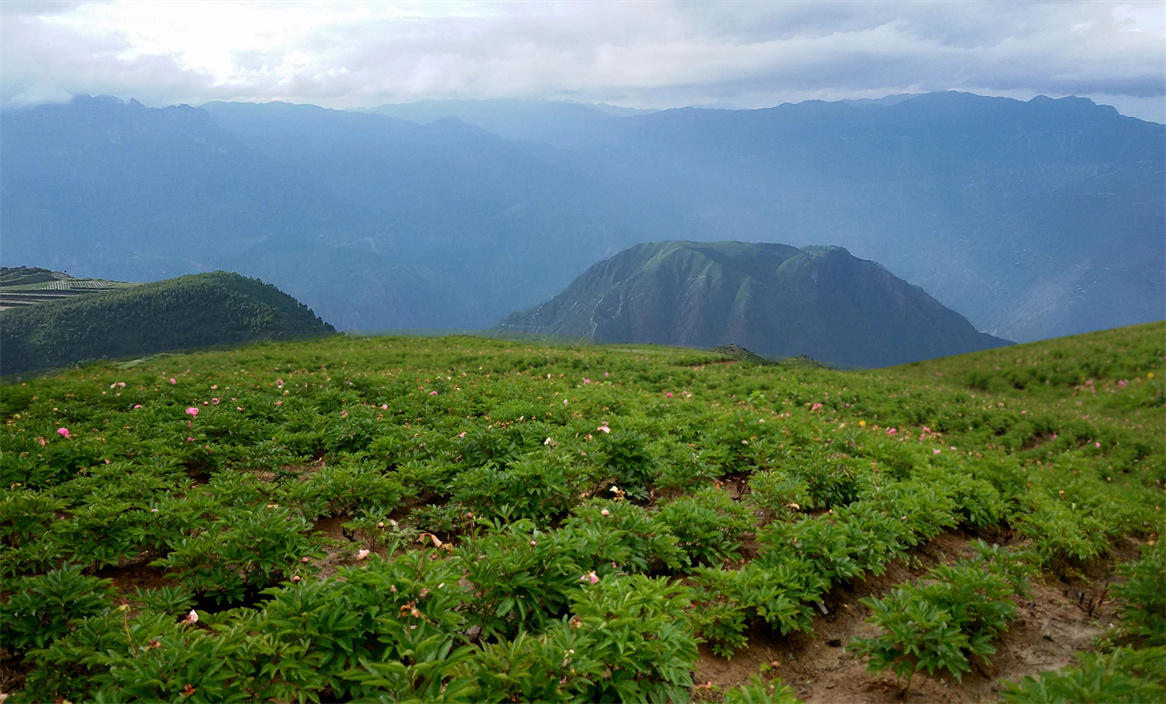 蘭花藥業中藥材種植基地